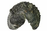 Bargain, Enrolled Drotops Trilobite - About Around #171566-5